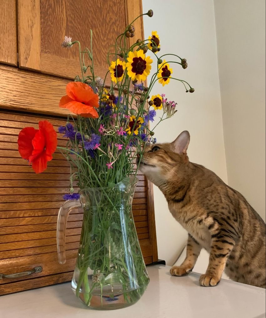    Picture: My cat, Iggy, enjoying a few of the cut flowers from the garden.   