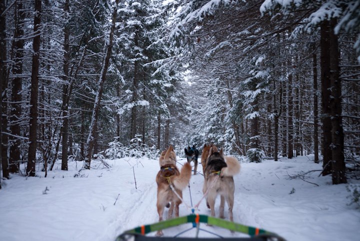   I was thrilled to try dog sledding a few years ago (and I’ve got another session booked this year). Mush!  