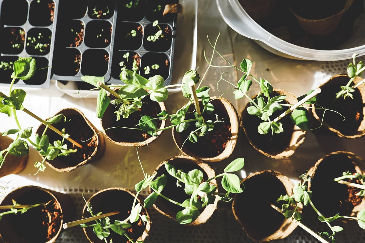 Trust The Process & Other Tips From My Garden